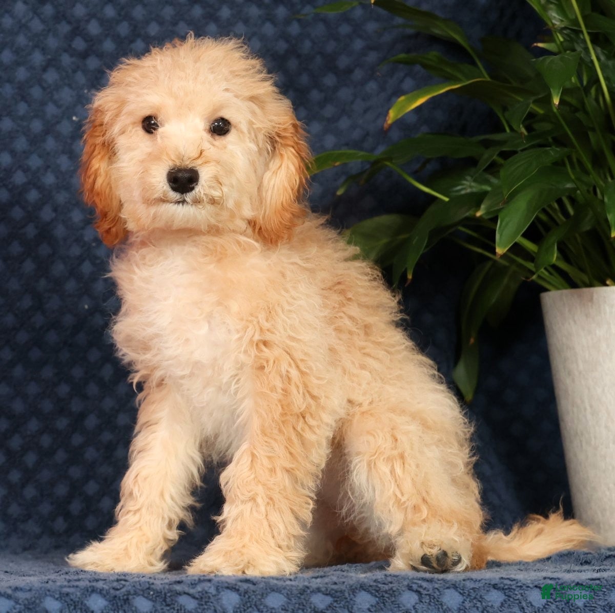 Cavapoo dogs Alicia - Ad 2