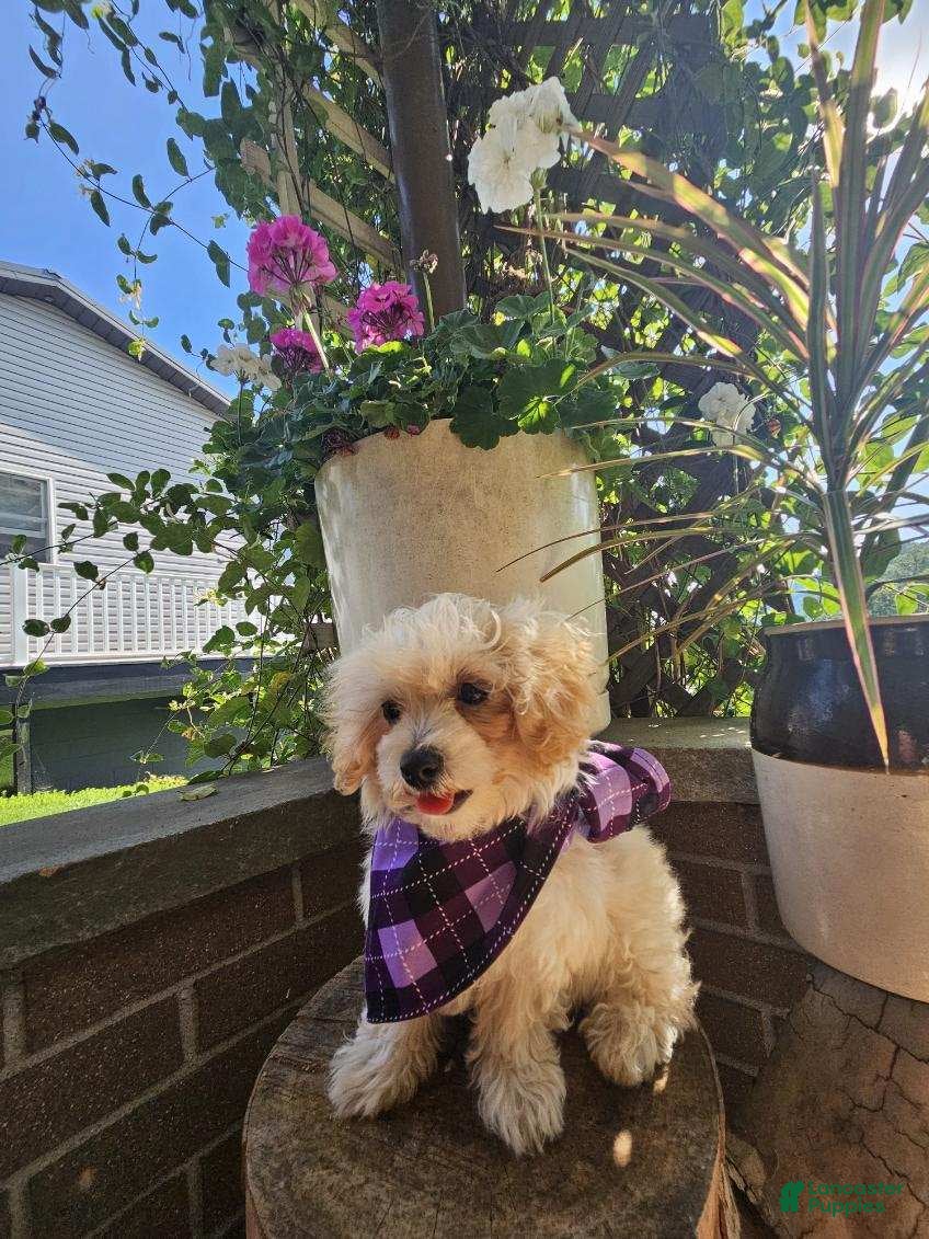 Maltipoo dogs Mia - Ad 2