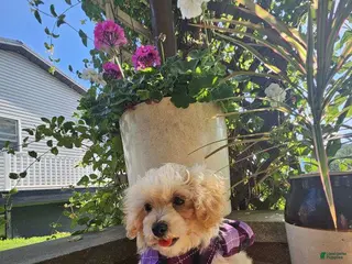 Maltipoo dogs Mia - Ad 2
