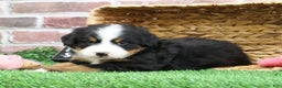 Bernese Mountain Dog dogs for sale: Ornament  - Ad 4