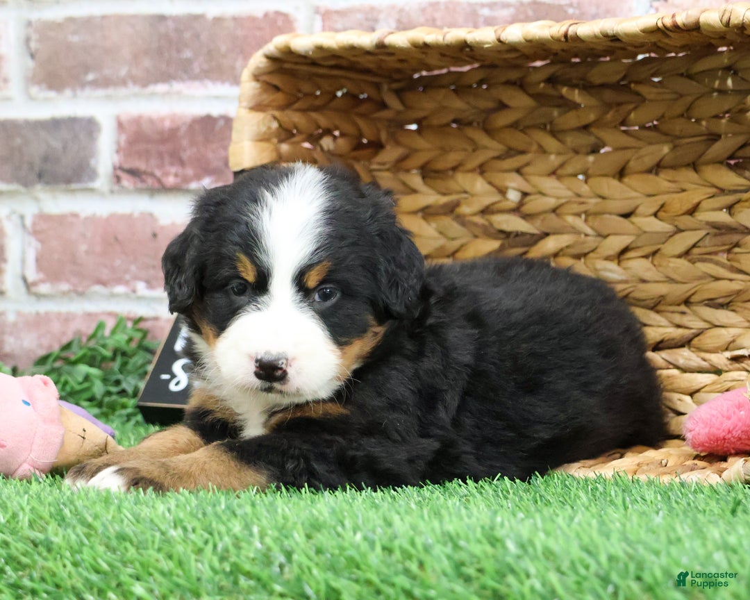 Bernese Mountain Dog dogs for sale: Ornament  - Ad 4