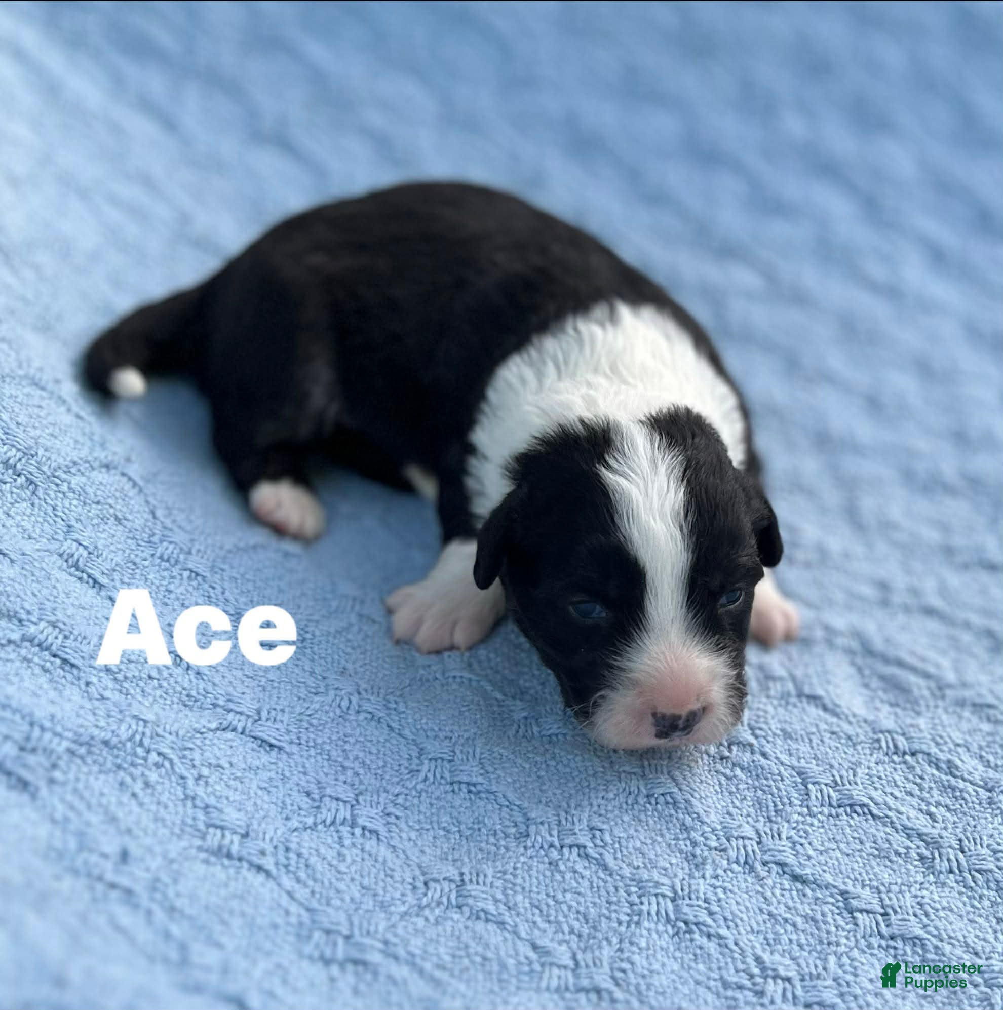 Welsh Corgi Cardigan dogs Ace - Ad 5