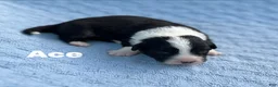 Welsh Corgi Cardigan dogs for sale: Ace FLUFFY - Ad 6