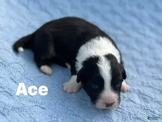 Welsh Corgi Cardigan dogs Ace - Ad 5