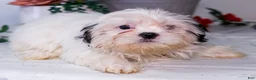 Shih Tzu dogs for sale: Lanetta - Ad 12