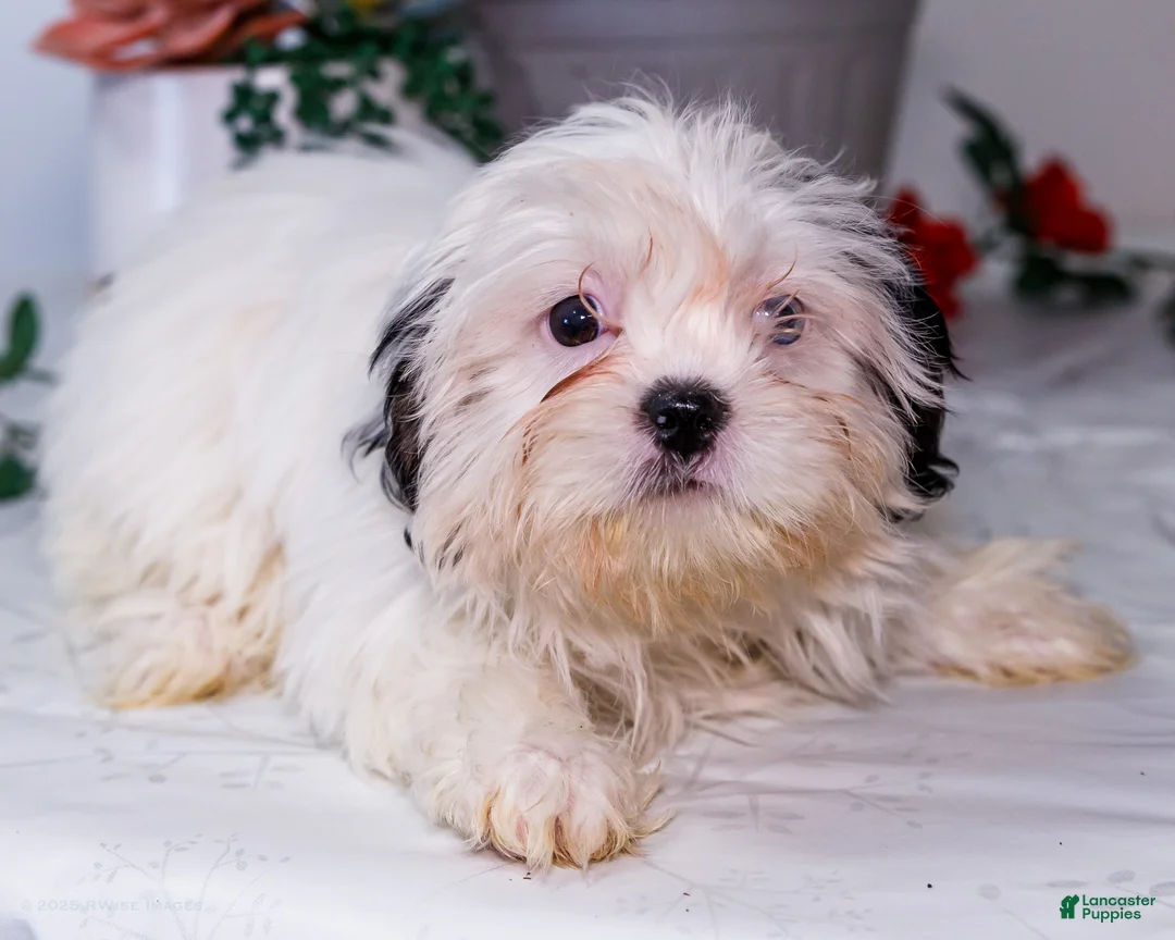 Shih Tzu dogs for sale: Lanetta - Ad 12