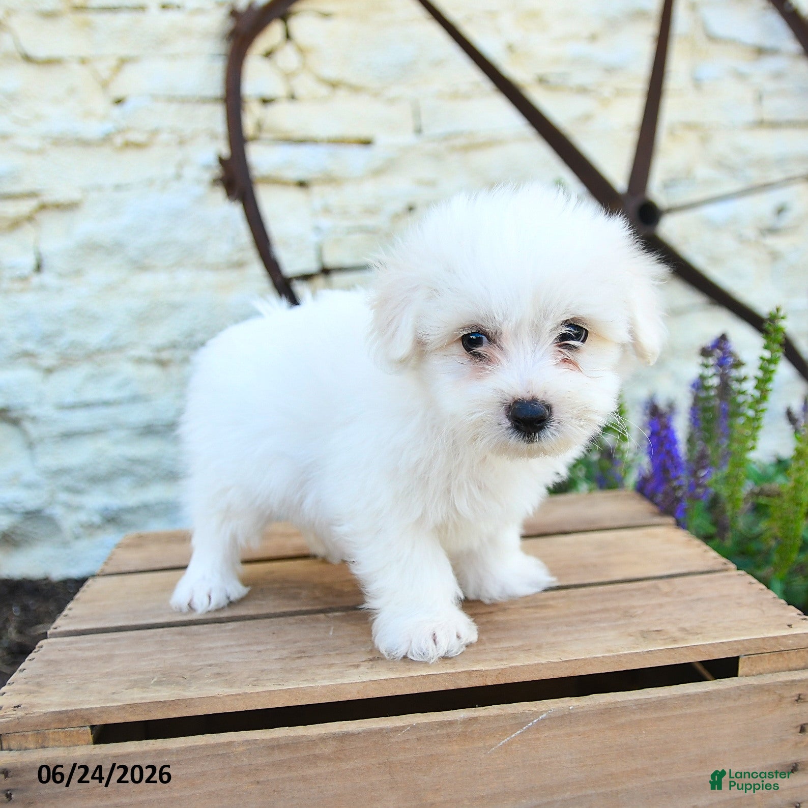 Mixed Breed dogs Elias - Ad 1