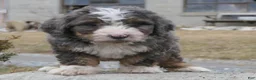 Mini Bernedoodle dogs for sale: Mini Bernedoodle Dusty - Ad 11