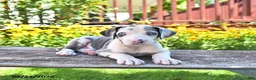Great Dane dogs for sale: Lucy - Ad 4