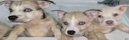 Pitsky dogs for sale: Celia - Ad 11