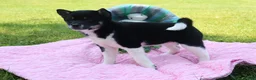 Shiba Inu dogs for sale: Aubrey - Ad 4