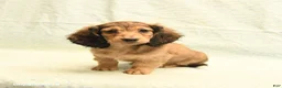 Dachshund dogs for sale: Flash - Ad 5