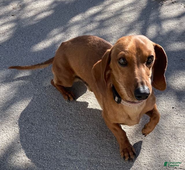 Miniature Dachshund dogs Miniature Dachshund Puppy 1 - Ad 2