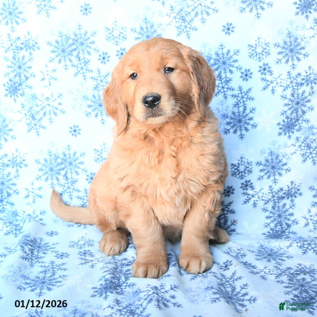 Golden Retriever dogs for sale: Polly - Ad 2