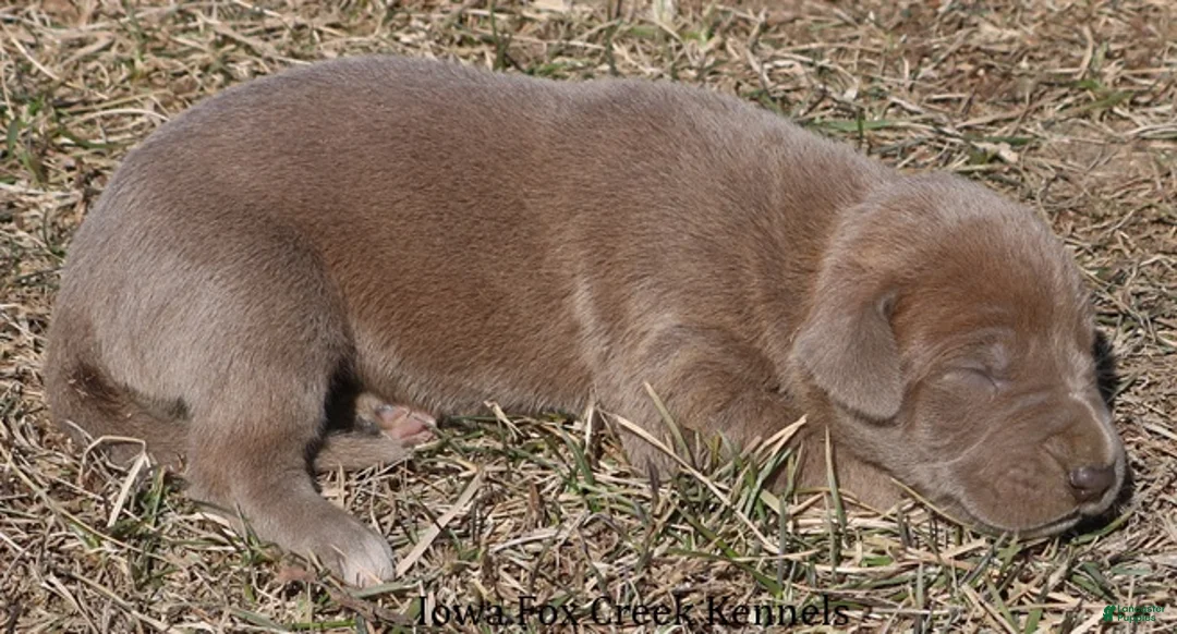 Great Dane dogs for sale: Hope - Ad 5