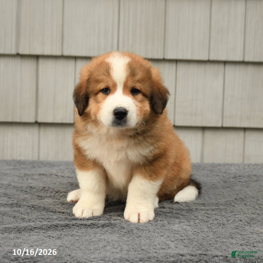 Mixed Breed dogs Rita - Ad 2