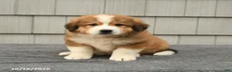 Mixed Breed dogs for sale: Rita - Ad 2