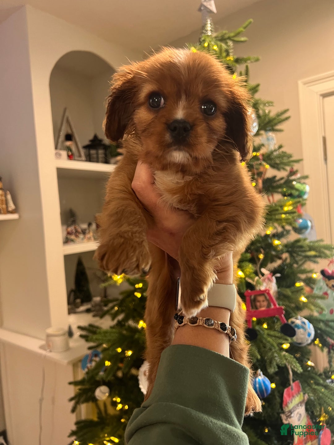 Cavalier King Charles Spaniel dogs for sale: Cavalier King Charles Spaniel Puppy 1 - Ad 3