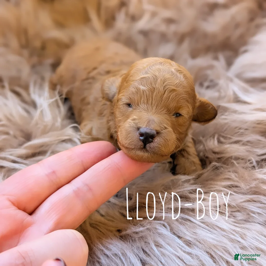 Toy Poodle dogs for sale: LLOYD  - Ad 1