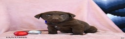Labrador Retriever dogs for sale: Archie - Ad 2