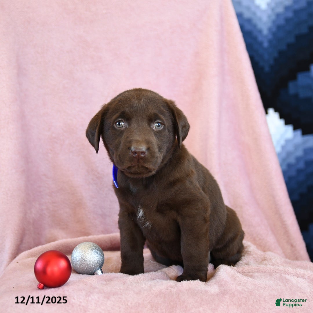 Labrador Retriever dogs for sale: Archie - Ad 2
