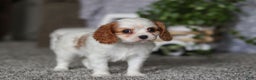 Cavalier King Charles Spaniel dogs for sale: Maggie - Ad 6