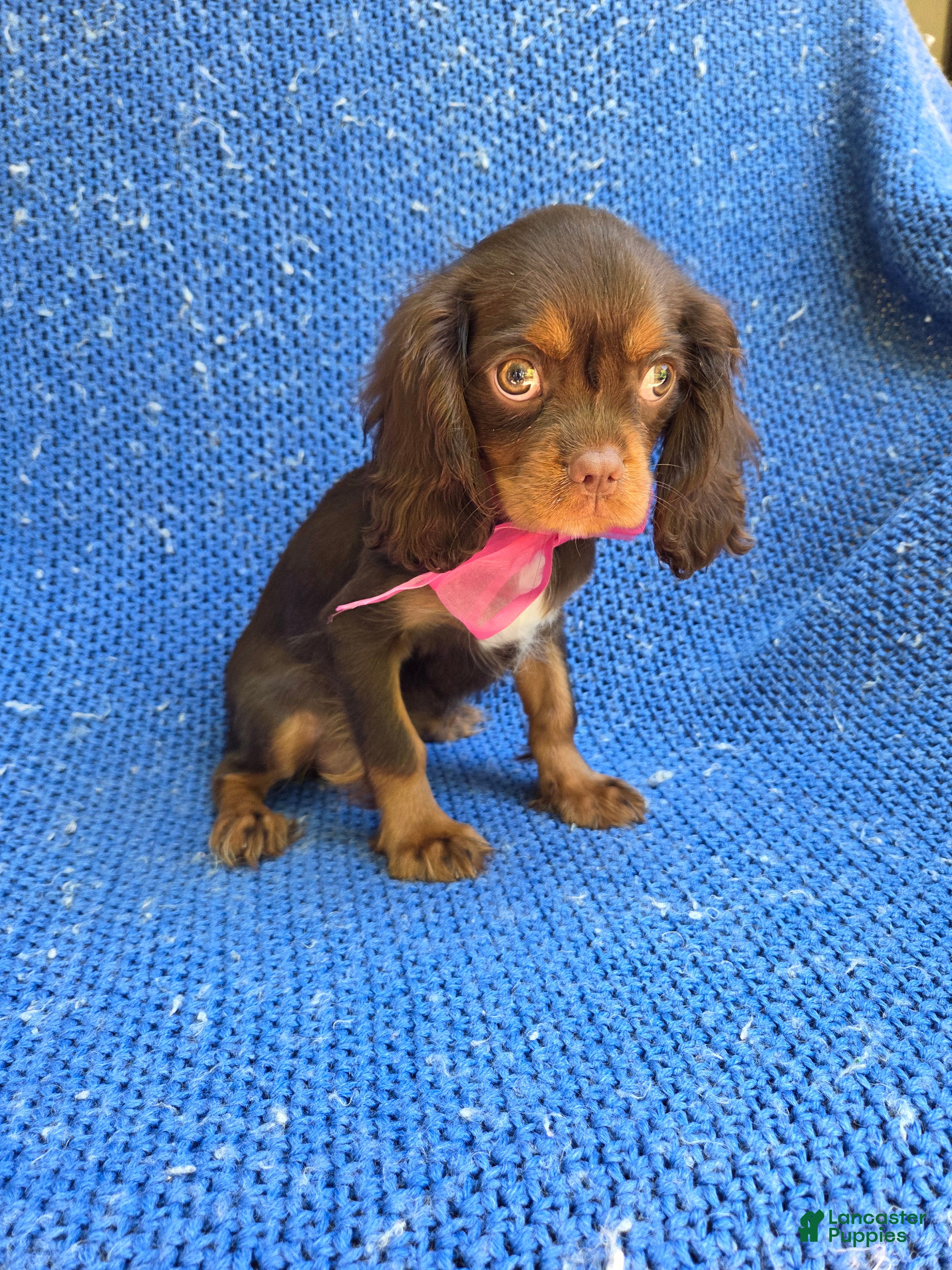 Cavalier King Charles Spaniel dogs Moxy  - Ad 42