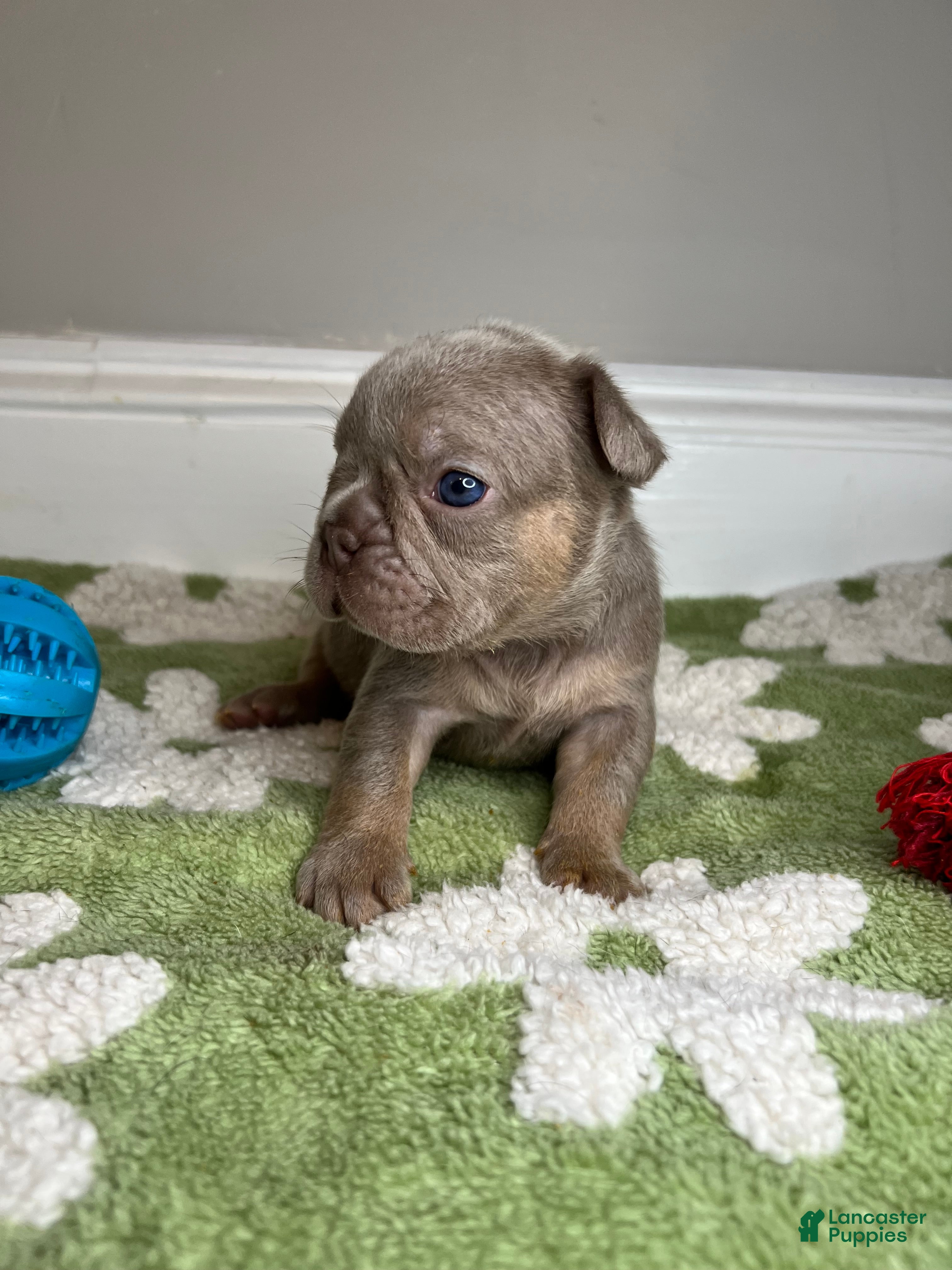 French Bulldog dogs for sale: Paprika - Ad 2