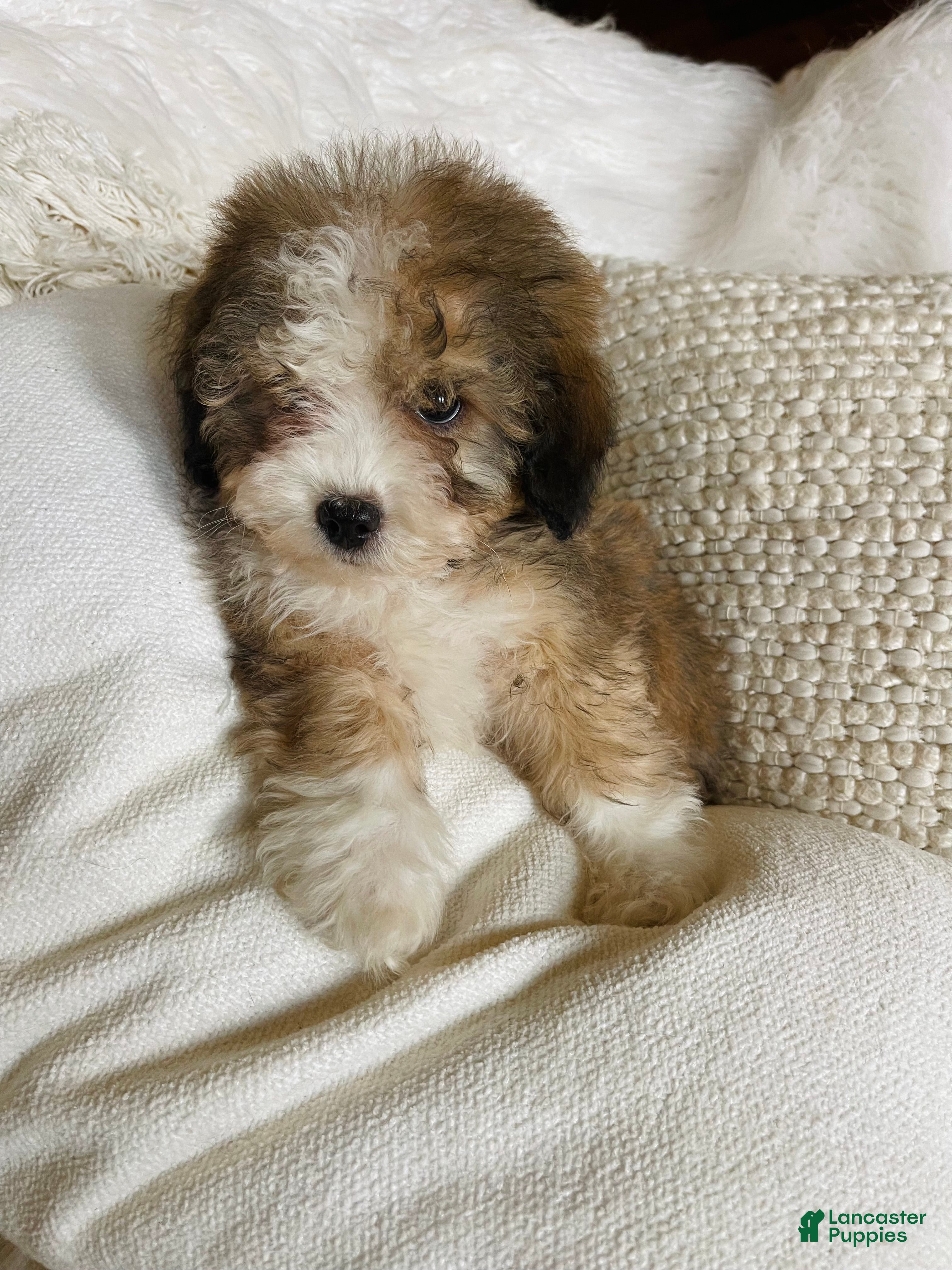 Mixed Breed dogs “Valentino ” Mini Bernedoodle  - Ad 3