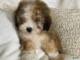 Mixed Breed dogs “Valentino ” Mini Bernedoodle - Ad 3