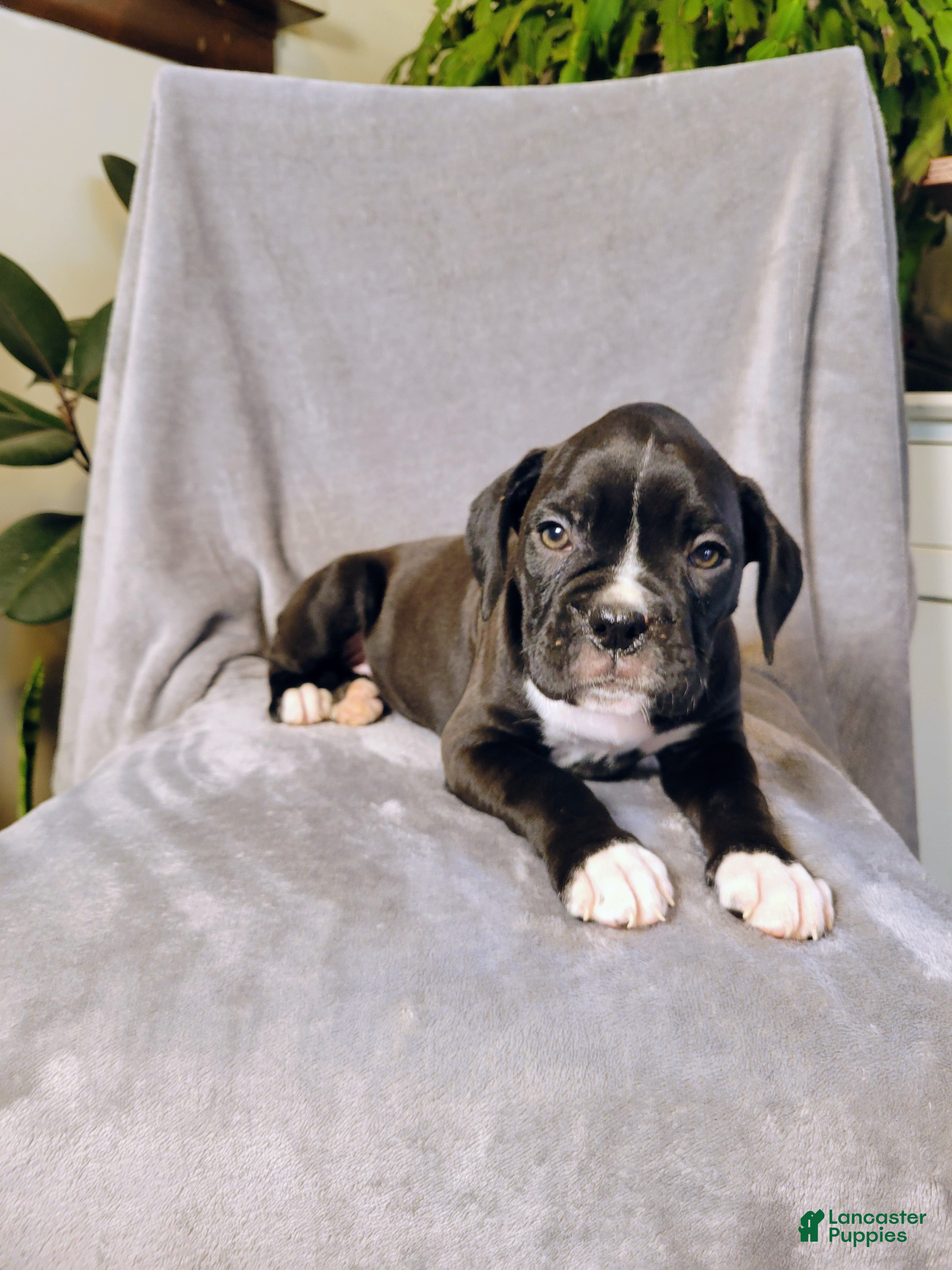 Boxer dogs Parker - Ad 29