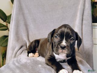 Boxer dogs Parker - Ad 37