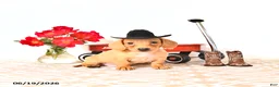 Miniature Dachshund dogs for sale: Shawn  - Ad 1