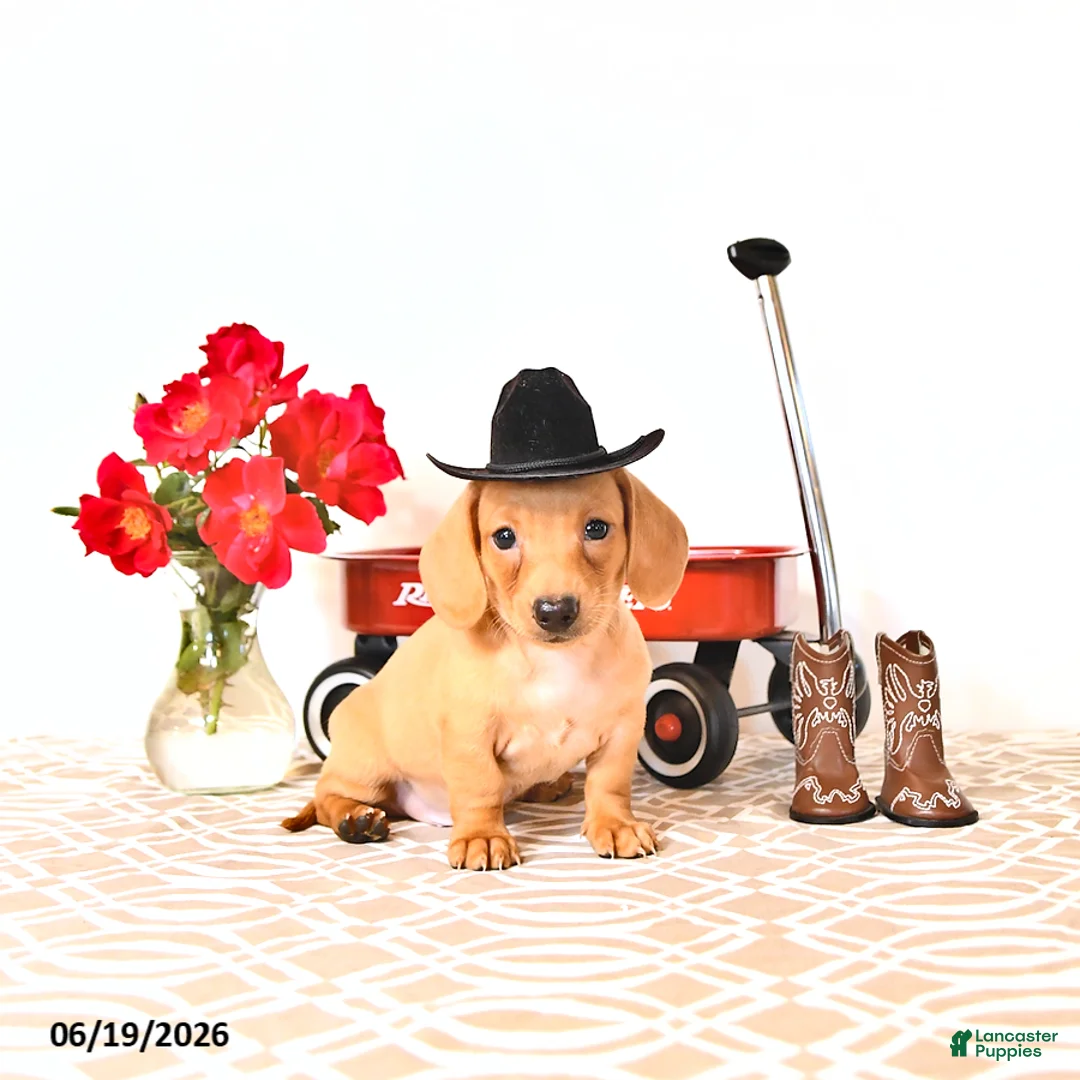 Miniature Dachshund dogs for sale: Shawn  - Ad 1