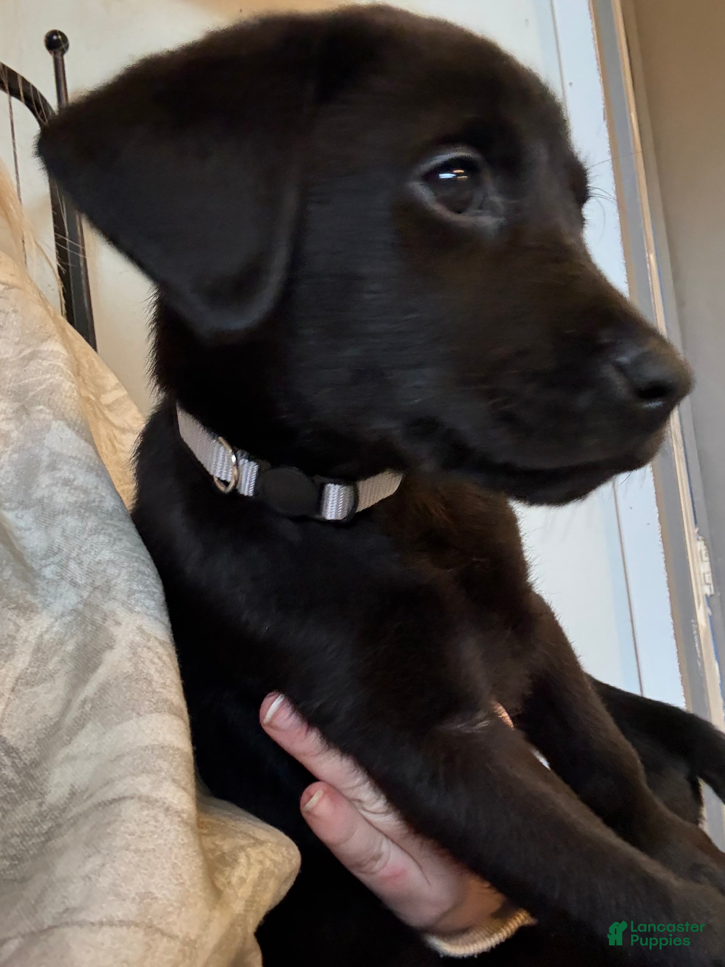 Labrador Retriever dogs Labrador Retriever Puppy- Grey collar - Ad 6