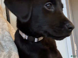 Labrador Retriever dogs Labrador Retriever Puppy- Grey collar - Ad 2
