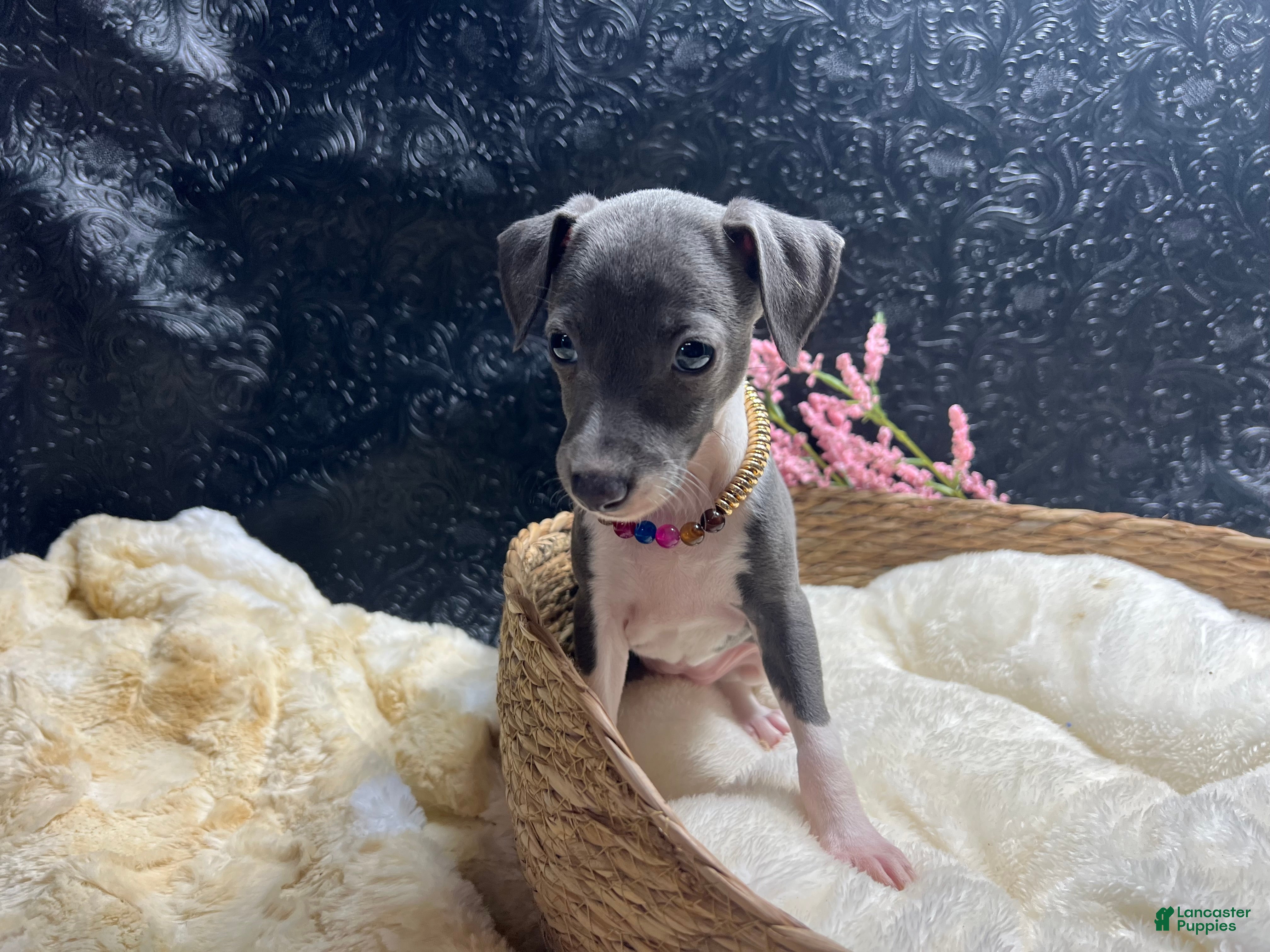Italian Greyhound dogs Italian Greyhound 1 - Ad 2