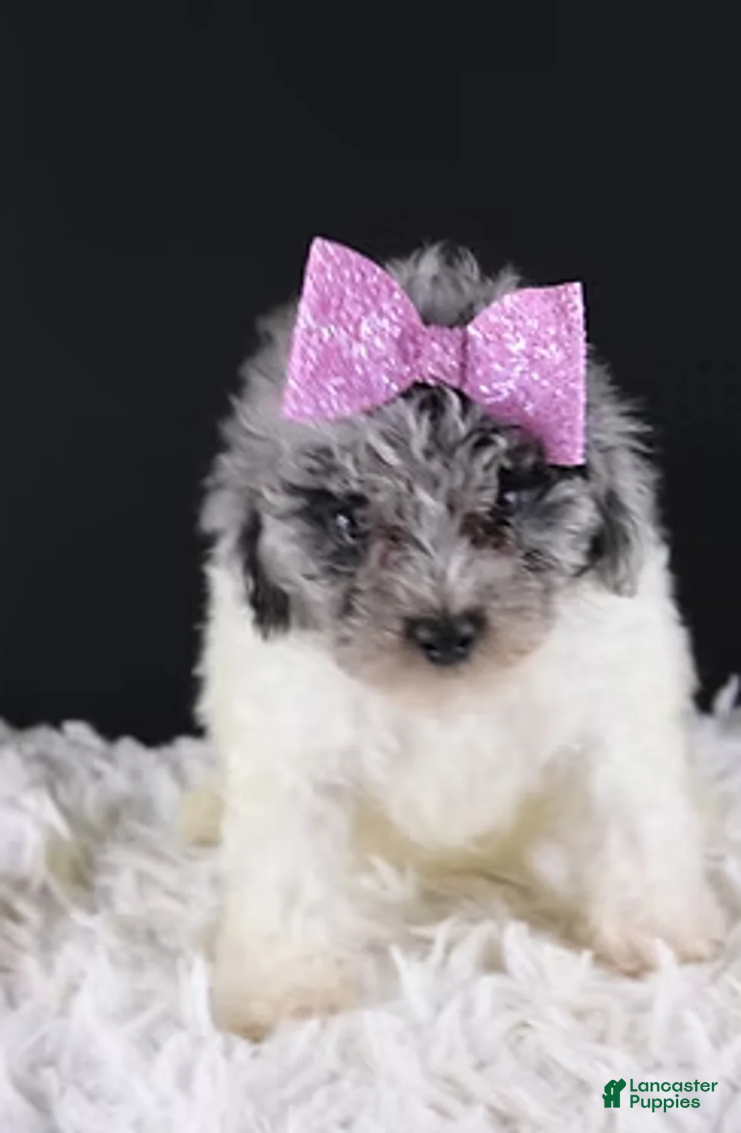 Toy Poodle dogs for sale: Brynn - Ad 5