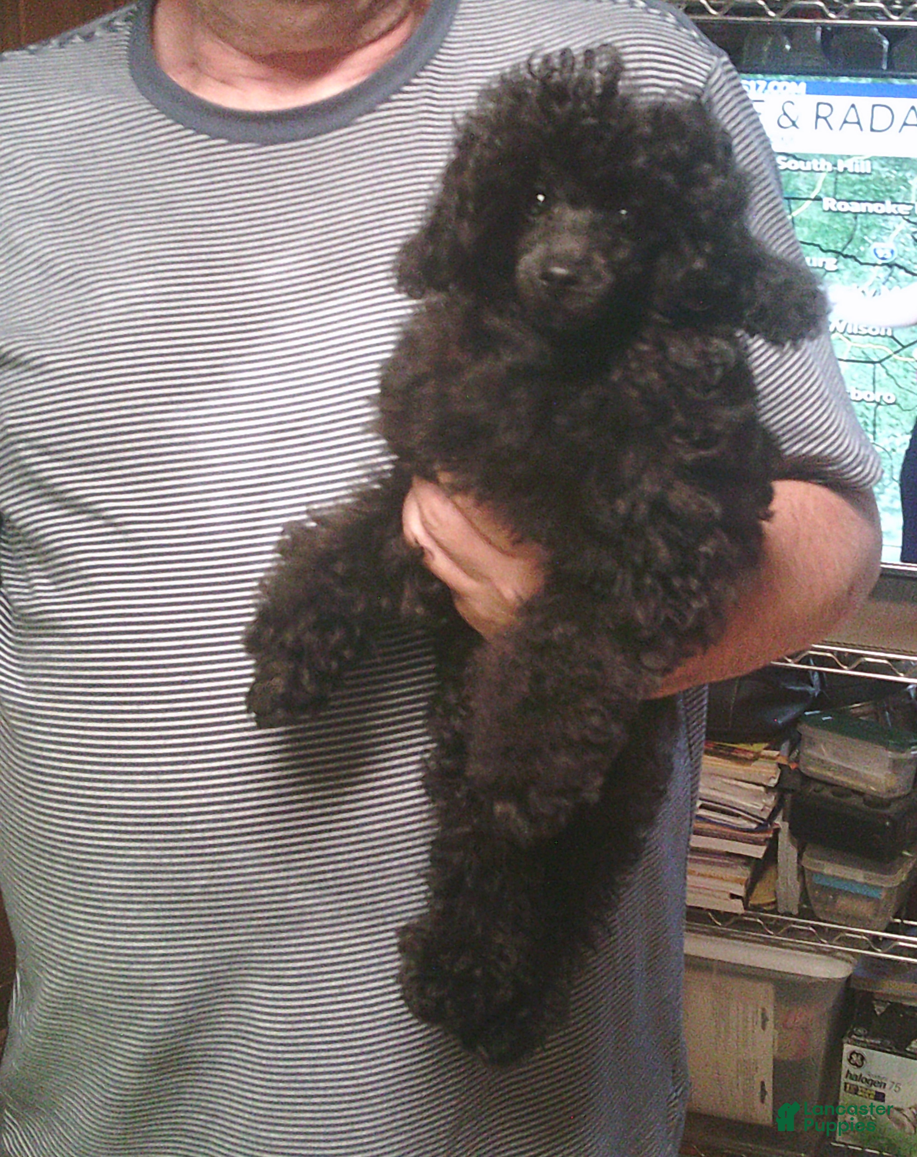 Toy Poodle dogs Black Boy - Ad 2