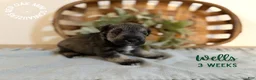 Miniature Schnauzer dogs for sale: Wells - Ad 3
