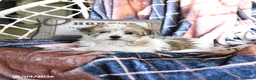 Morkie dogs for sale: Maple   - Ad 5