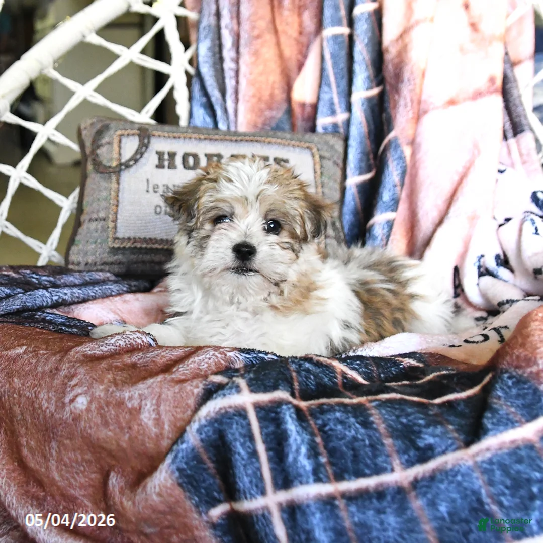 Morkie dogs for sale: Maple   - Ad 5