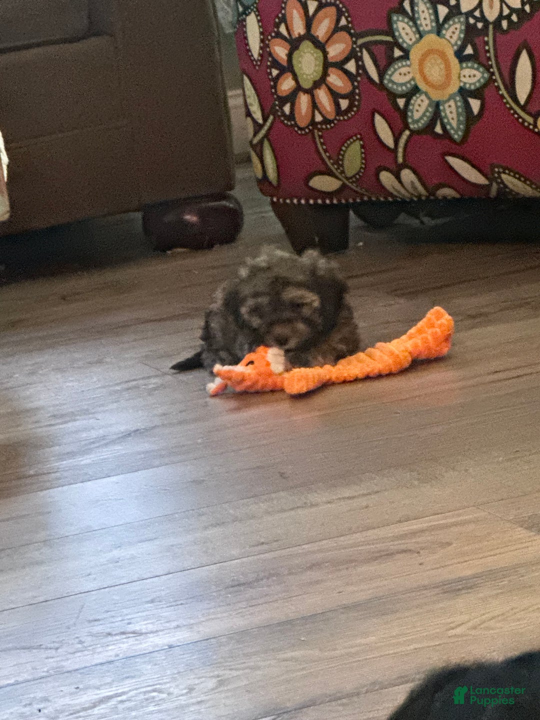 Maltipoo dogs for sale: Maltipoo Puppy 4 - Ad 2