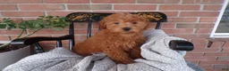 Mini Goldendoodle dogs for sale: Boston - Ad 7