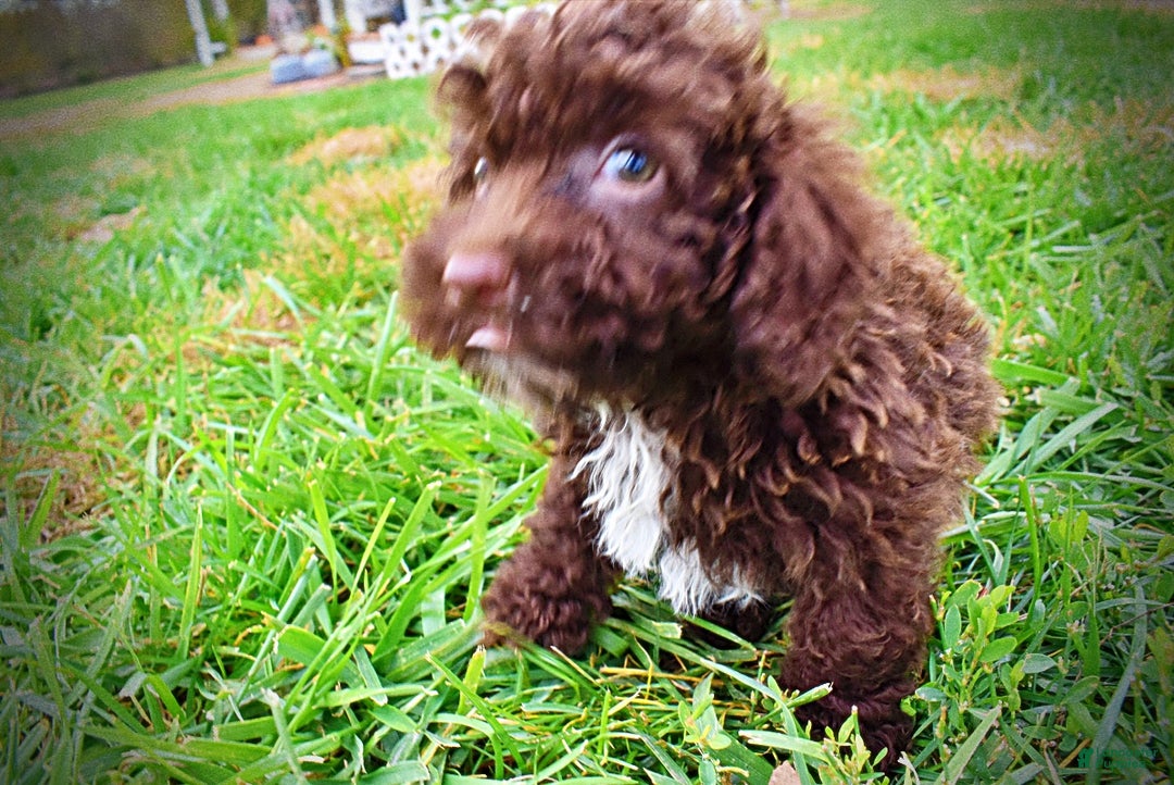 Havapoo dogs for sale: Muppet - Ad 8