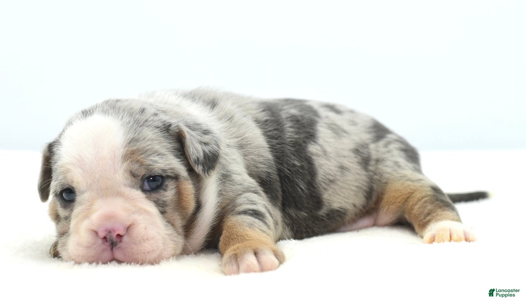 Mixed Breed dogs for sale: Aqua blue koi  - Ad 14