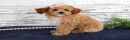 Toy Poodle dogs for sale: Penny - Ad 4