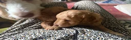 Aussiedoodle dogs for sale: Coach - Ad 8