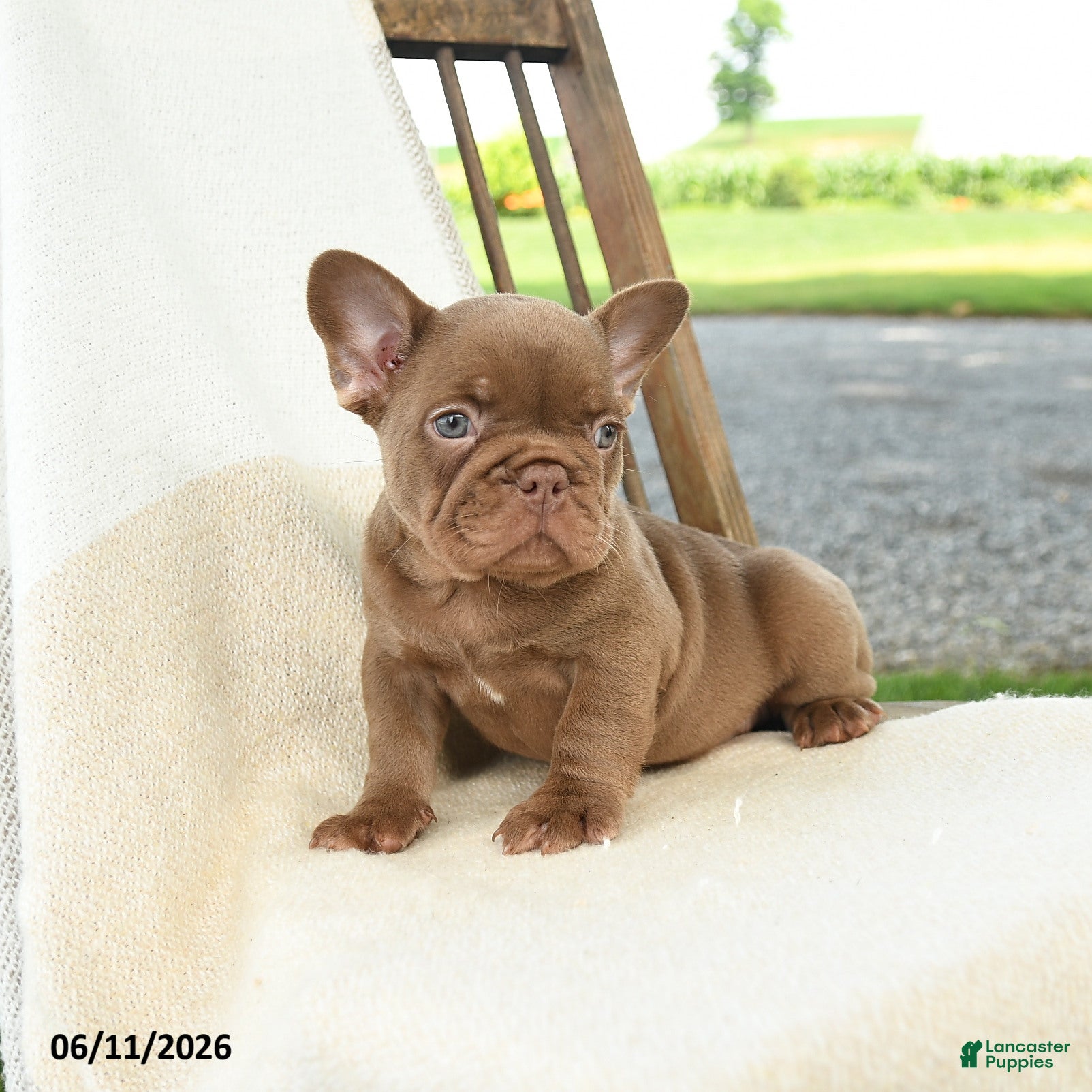 French Bulldog dogs Reese - Ad 2