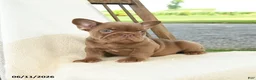 French Bulldog dogs for sale: Reese - Ad 2